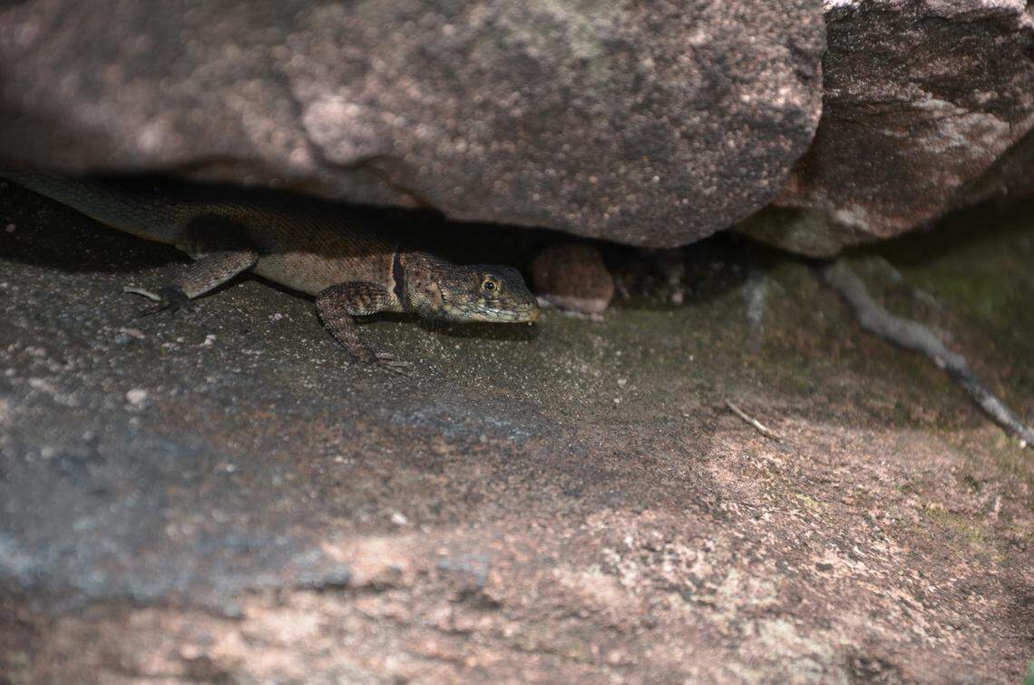A Tropidurus madeiramamore, or Madeira-Mamoré collared lizard, hides under a rock.