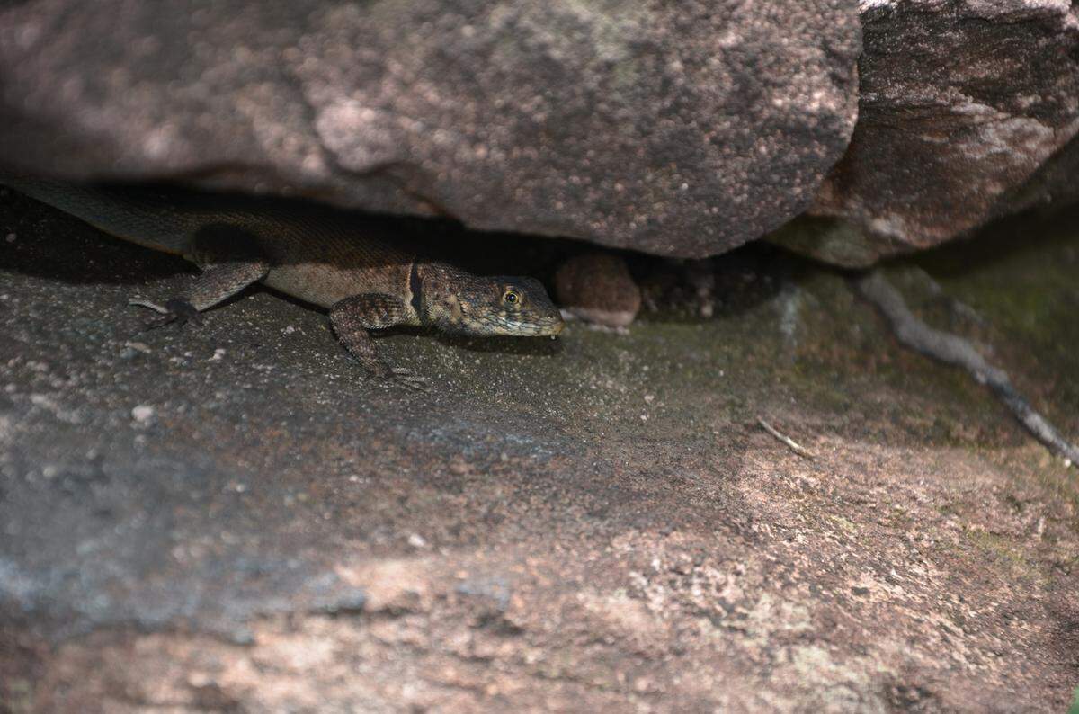 A Tropidurus madeiramamore, or Madeira-Mamoré collared lizard, hides under a rock.