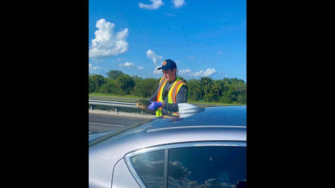An officer removes a turtle from the seat of a car after the poor creature sailed through the front windshield in Port St. Lucie, Florida, on July 30, 2021.
