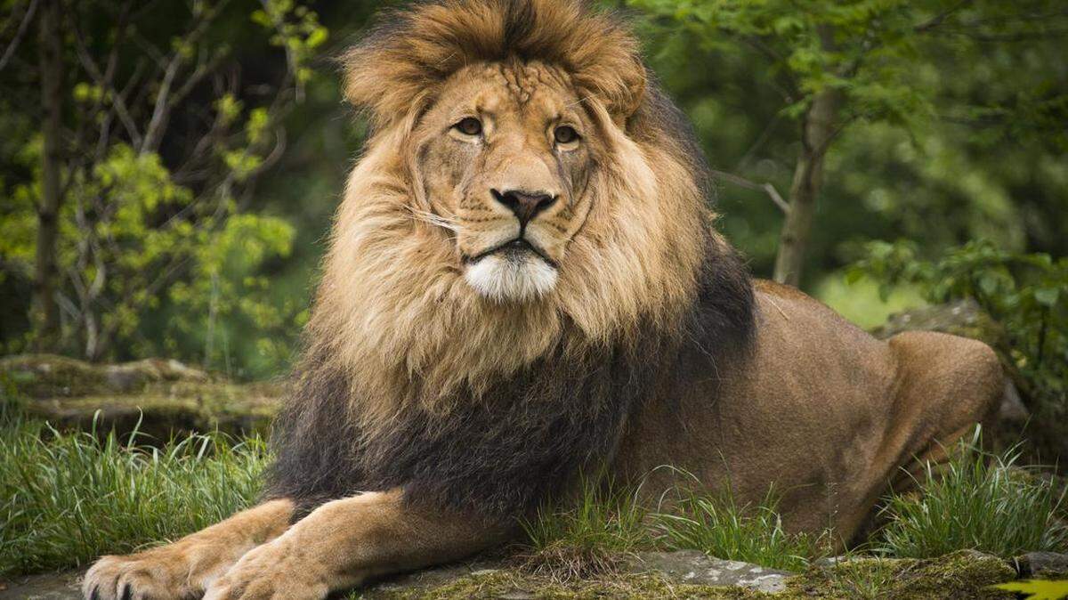 The CECIL Act, name after the lion killed by a hunter in 2015, would prohibit American hunters from importing animals harvested through legal, regulated means. 