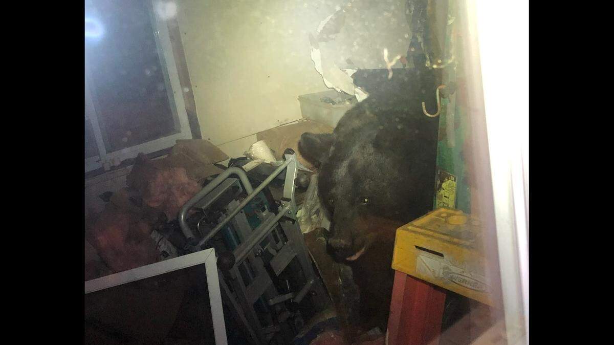 A black bear got trapped inside the porch mud room of a New Hampshire home for 45 minutes, a woman says. He bit through a door knob and left damage, photos show.