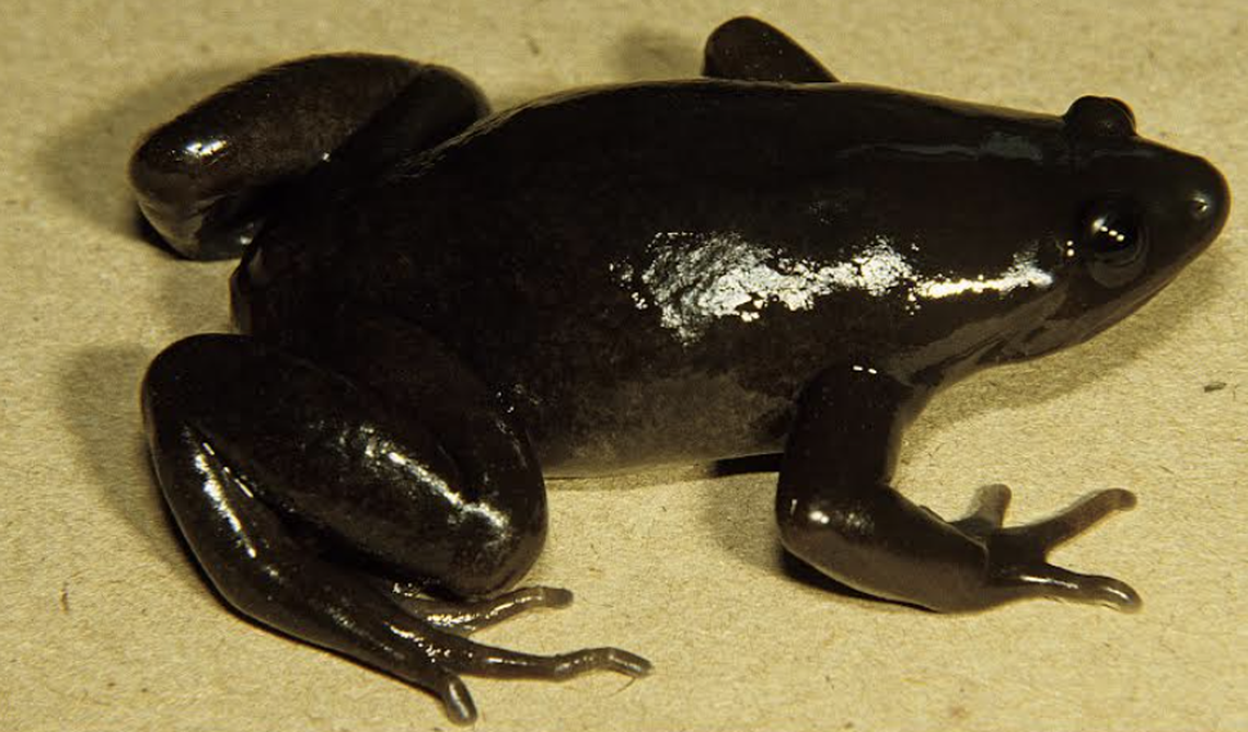 The frog was found crossing a road on a “very rainy night” in Panama.