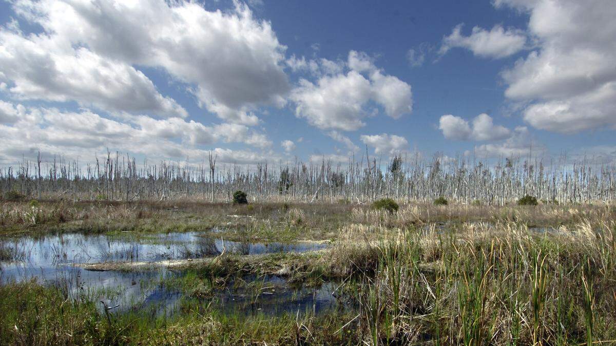 This month the Florida Department of Environmental Protection and South Florida Water Management District questioned plans by the Miami-Dade County Expressway Authority to extend the Dolphin Expressway across wetlands near Southwest 157th Avenue and Eighth Street, shown here in 2012.