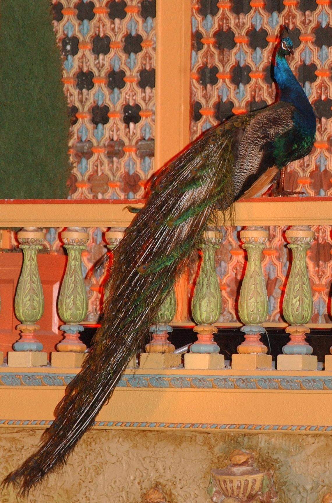 October 22, 2002 — Olympia Theater at the Gusman Center for the Performing Arts celebrates its Grand Re-Opening. A taxidermy peacock adds a touch of vintage glamour to the theater’s elaborate renovation.