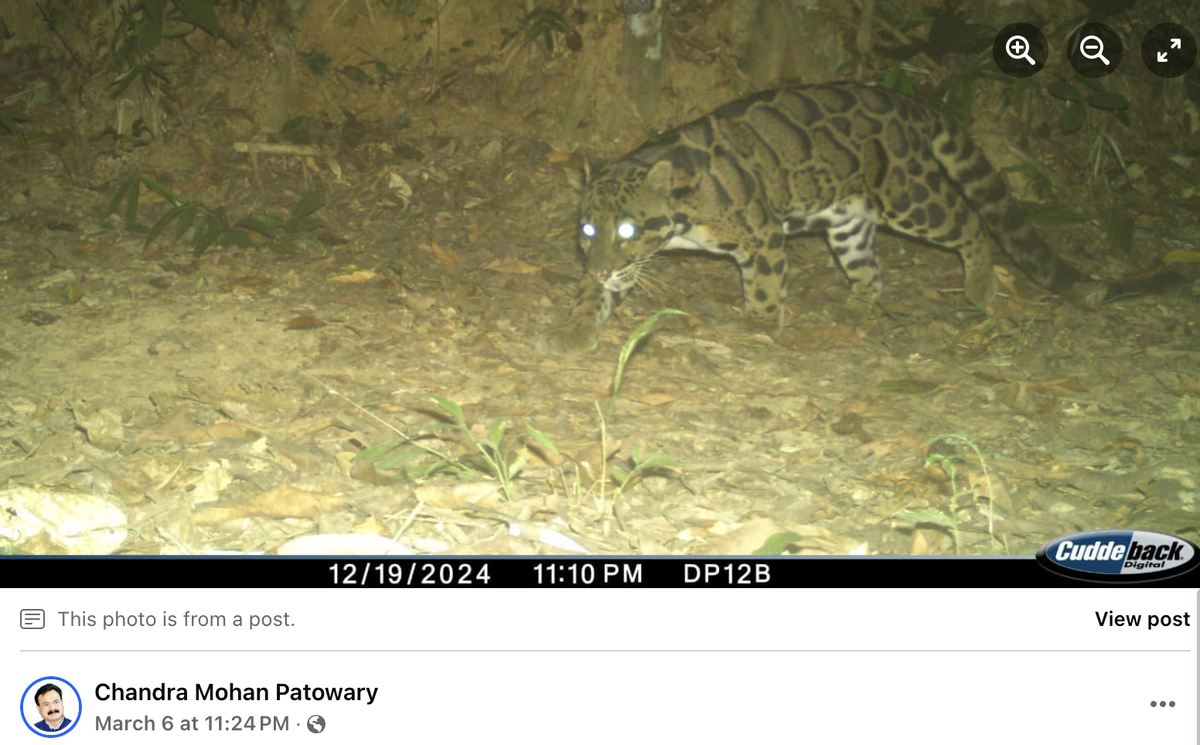 Clouded leopards have specialized feet and ankles to navigate the forest environment.