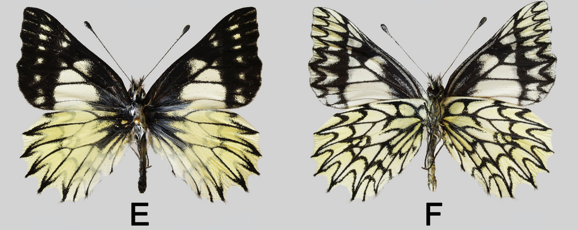 A male Catasticta buszkoi, or Buszko’s dartwhite butterfly, as seen from the top (left) and bottom (right).