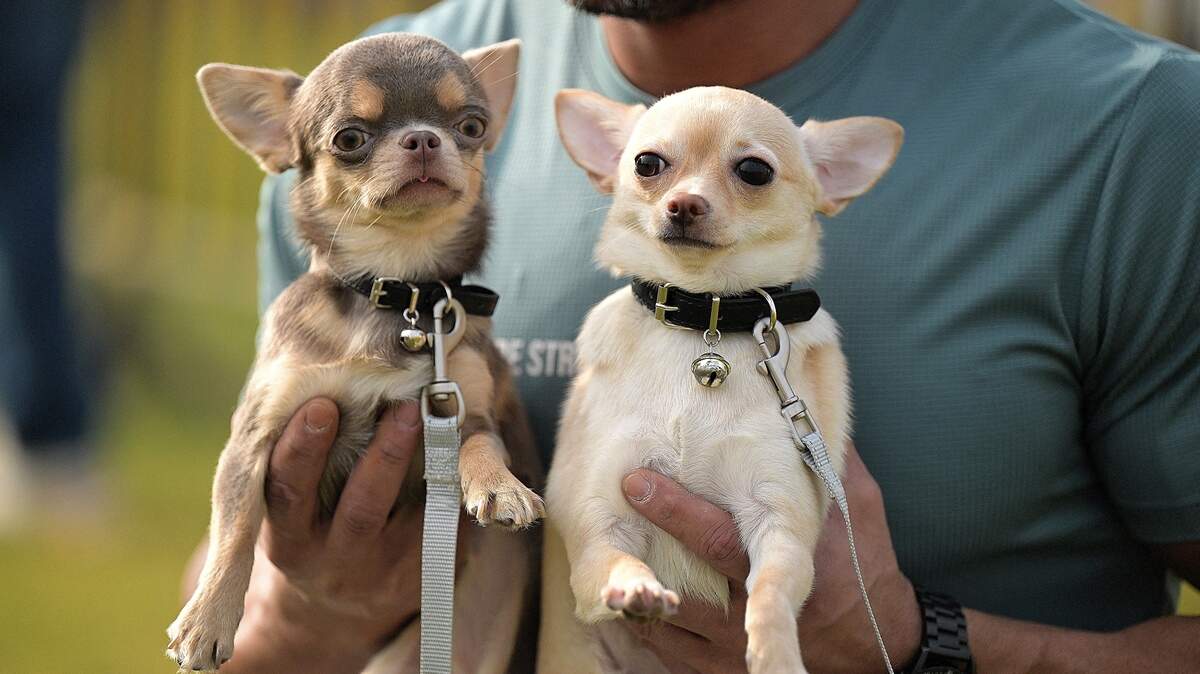 owning a dog