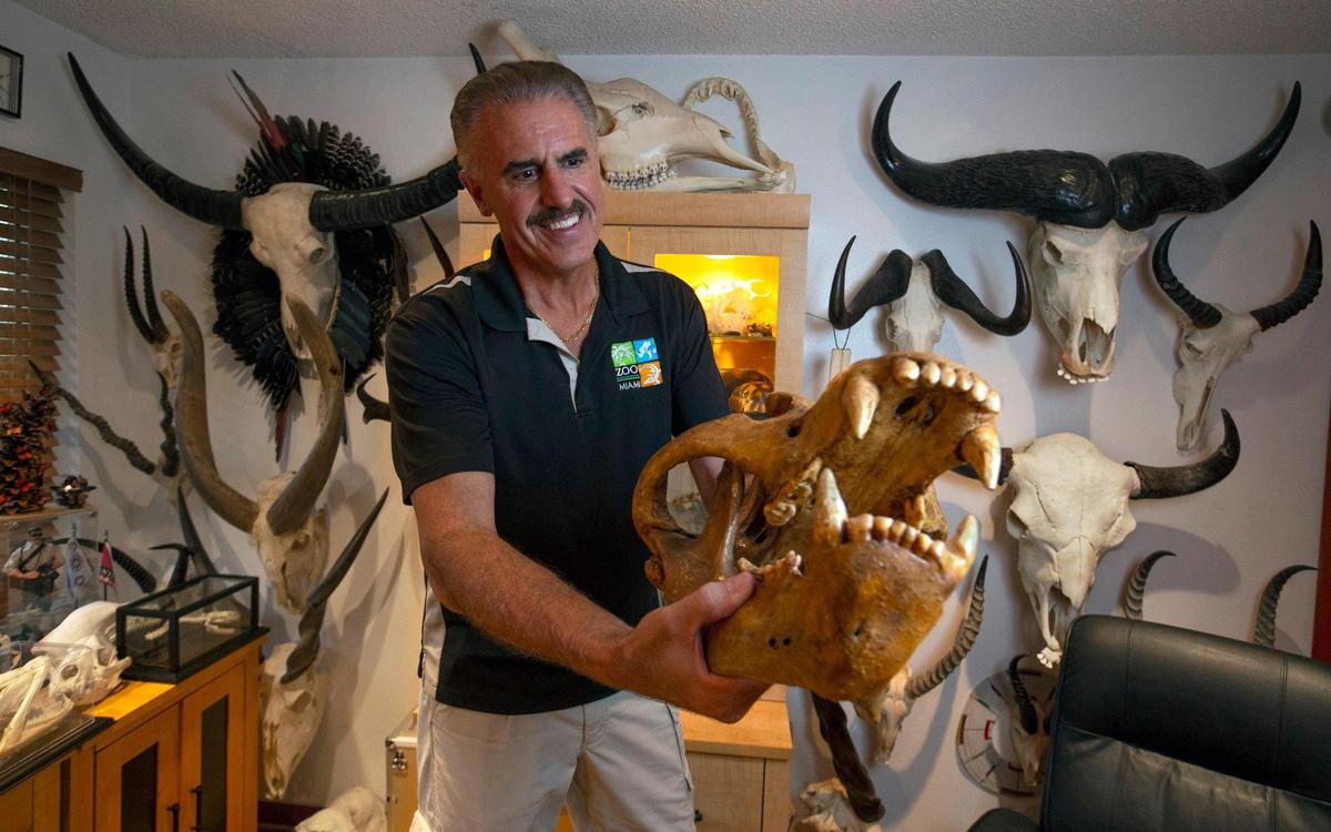 Zoo Miami’s Ron Magill, holds an approximately 28,000-year-old skull from an extinct cave bear at his Kendall home office, which also has many modern-day skulls on display.
