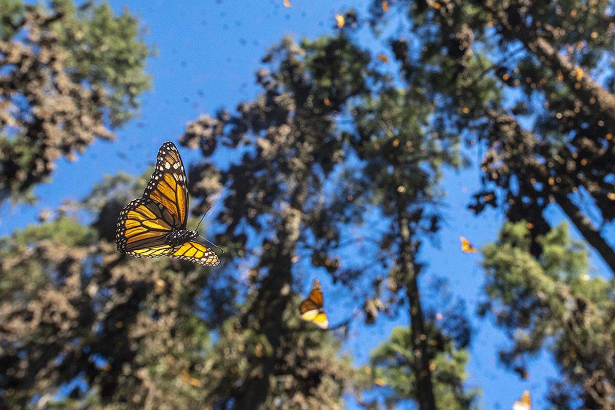 Thousands of monarchs fill the skies once the temperatures reach 60 degrees F at El Rosario Butterfly Sanctuary, which is home to the largest congregation of butterflies on earth.