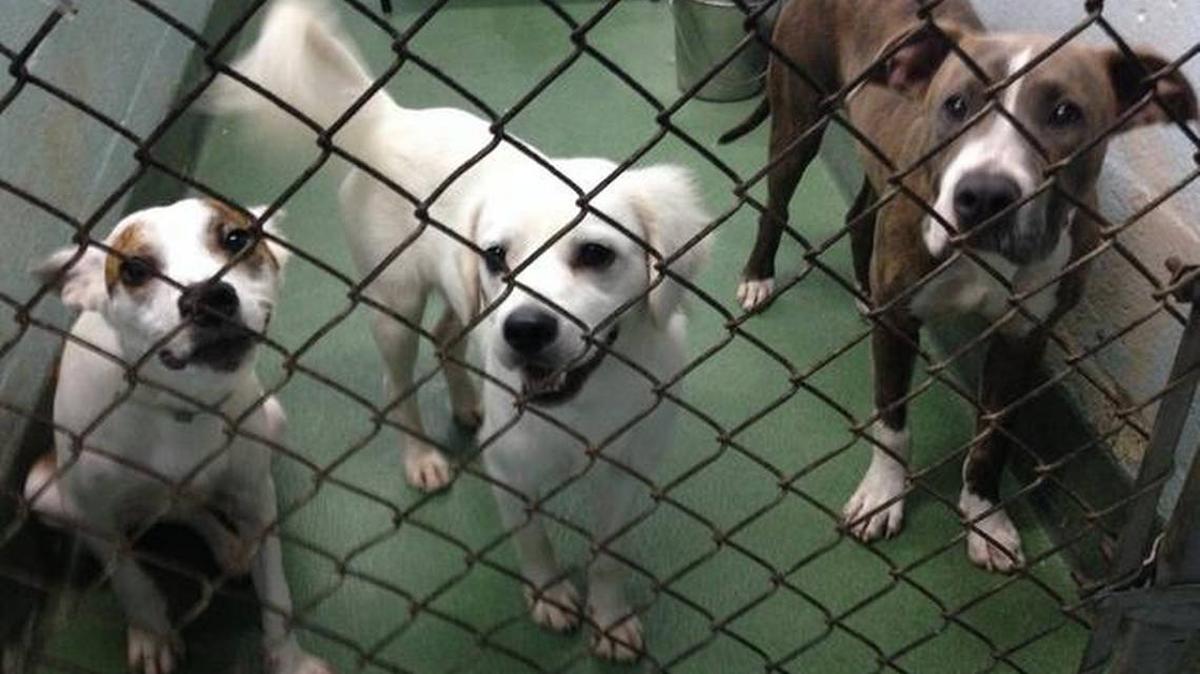 The person in charge of purchasing for Miami-Dade’s animal shelter was in police custody Monday, April 8, 2019, on charges of running a kickback scheme involving bogus purchase orders.
