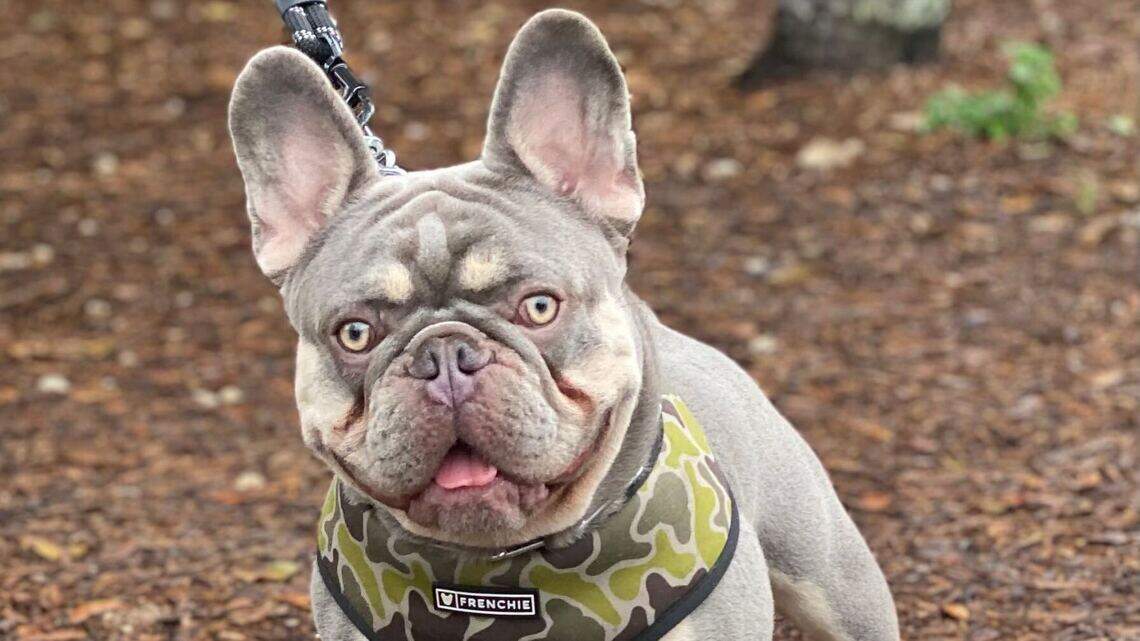 Why do criminals covet French bulldogs? Breed offers quick cash, but big problems