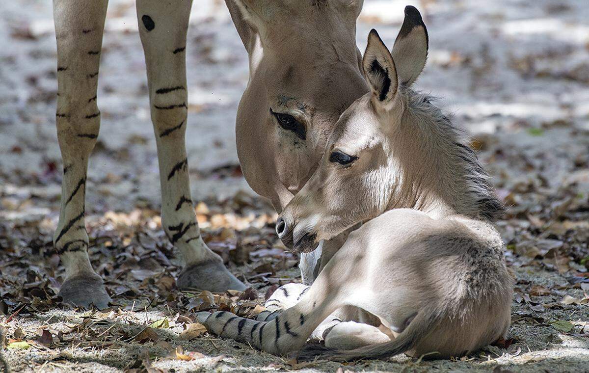 The newborn endangered Wild Somali Wild Ass and its mother Lisha at Zoo Miami. They are now on exhibit at the zoo.