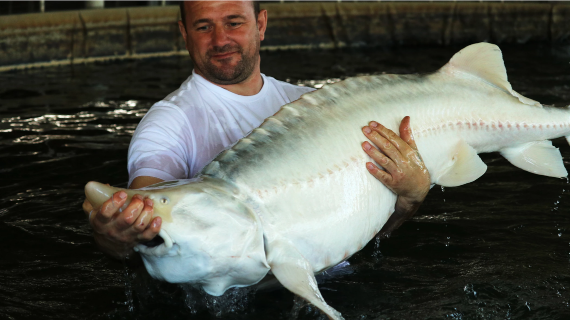Mikola Kopanetskyi wrangles an albino beluga sturgeon at Sturgeon AquaFarms on Wednesday, March 12, 2025.