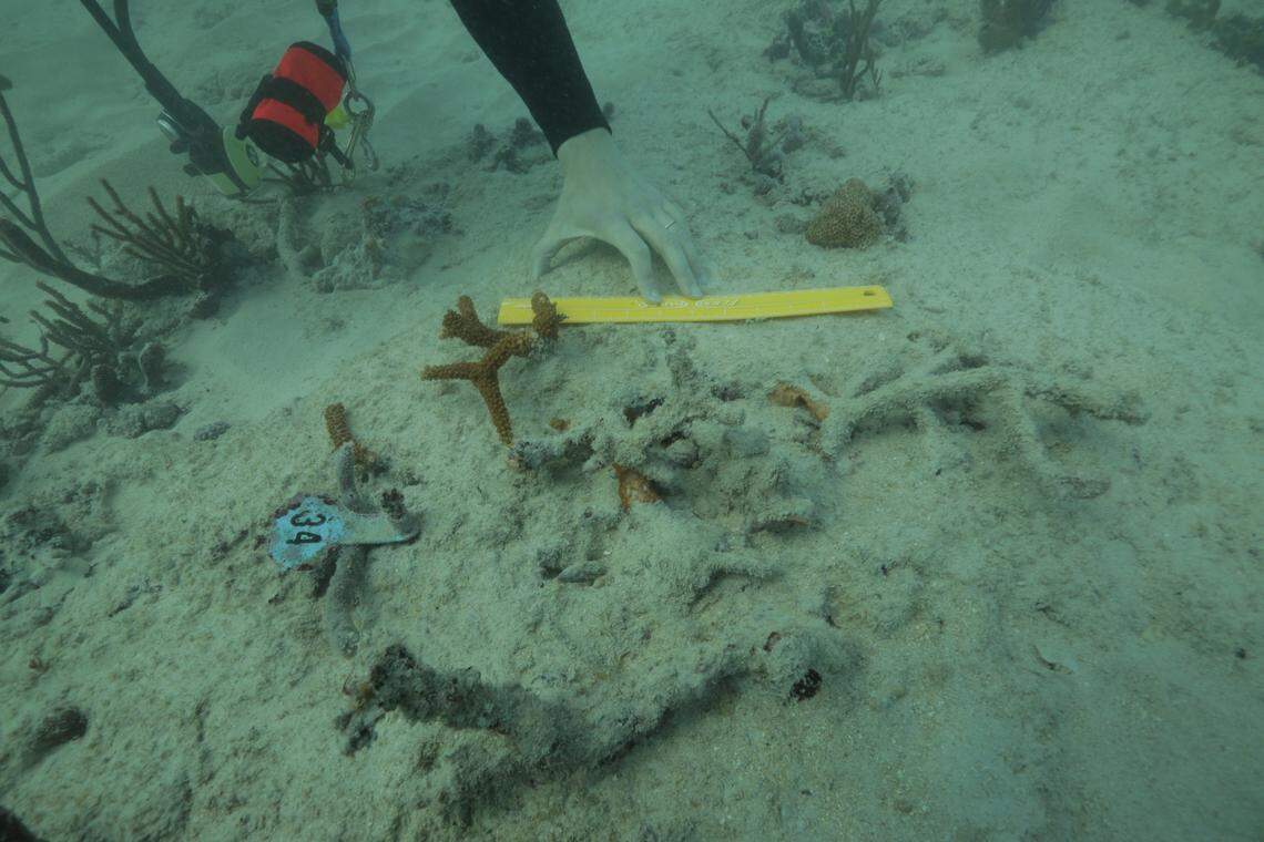 During the dredge, divers found threatened coral smothered with mud. A National Oceanic and Atmospheric Administration study later found the Corps damaged an area 14 times larger than allowed under a permit required, threatening disappearing staghorn coral, which help protect the coast from hurricanes and waves. Photo courtesy of Miami Waterkeeper