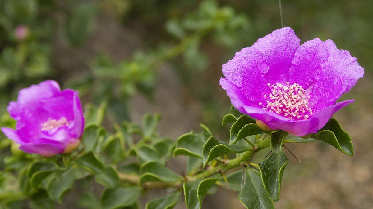 Pereskia portulacifolia flowers are hot pink.