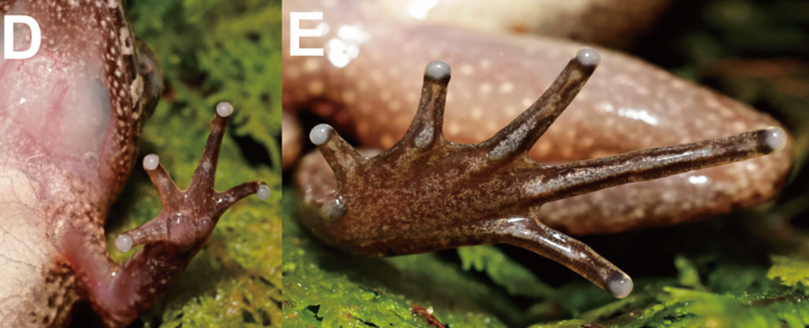 Experts said they identified the creatures as Leptobrachella partly because of their “rounded finger tips.”