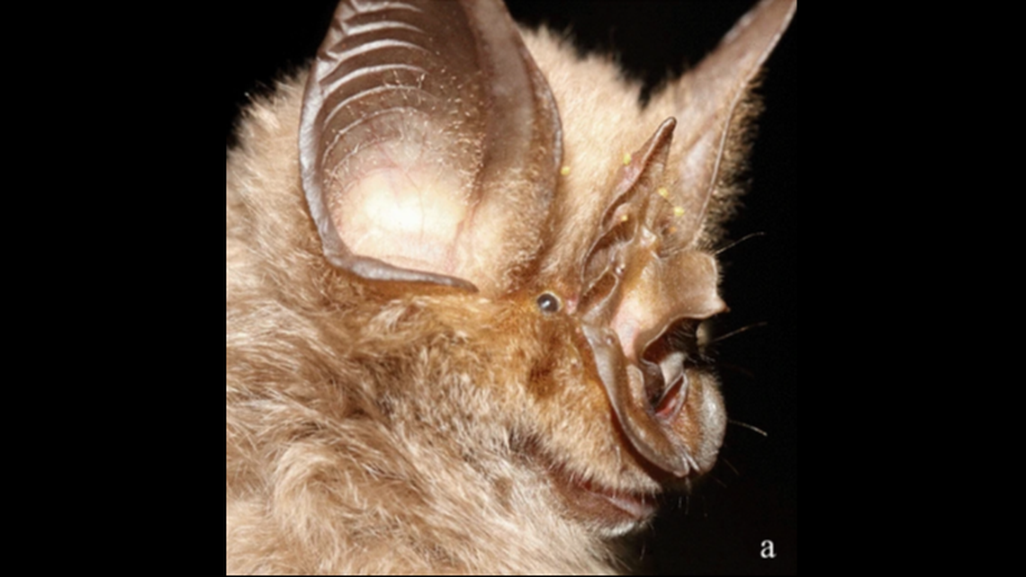 Rhinolophus mabuensis, a species of bat, was found to only live in the sky islands of the region, according to the study.