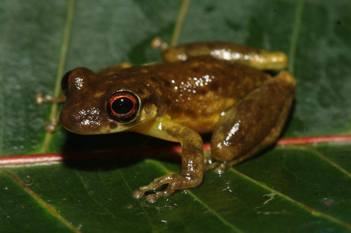 Researchers said the frogs have red-streaked eyes with a red ring around their pupil.