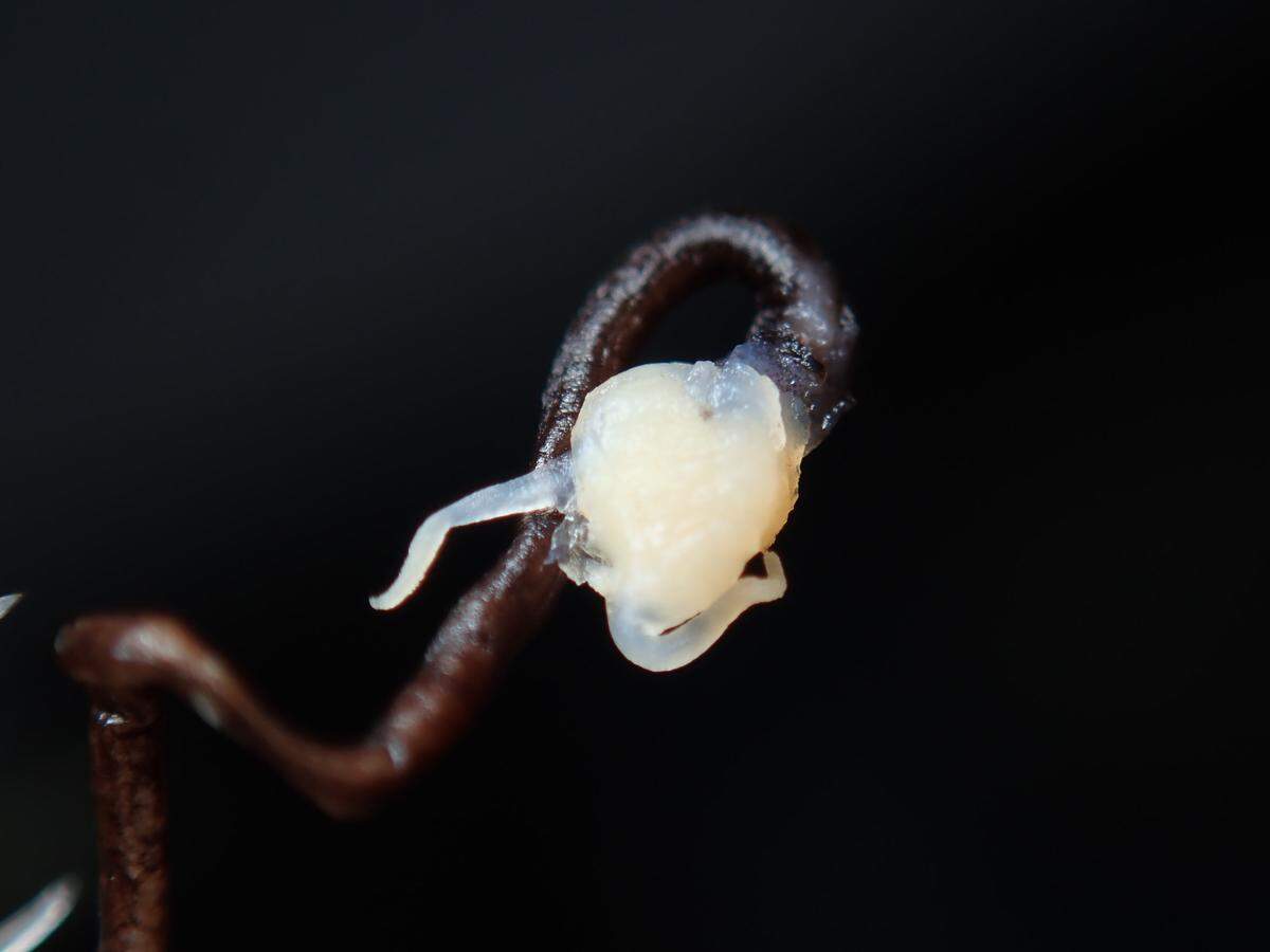 A close-up photo of the horns-up dragonfish’s chin barbel.
