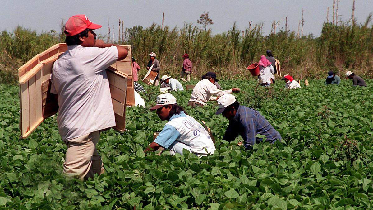 Migrant workers in Florida fields