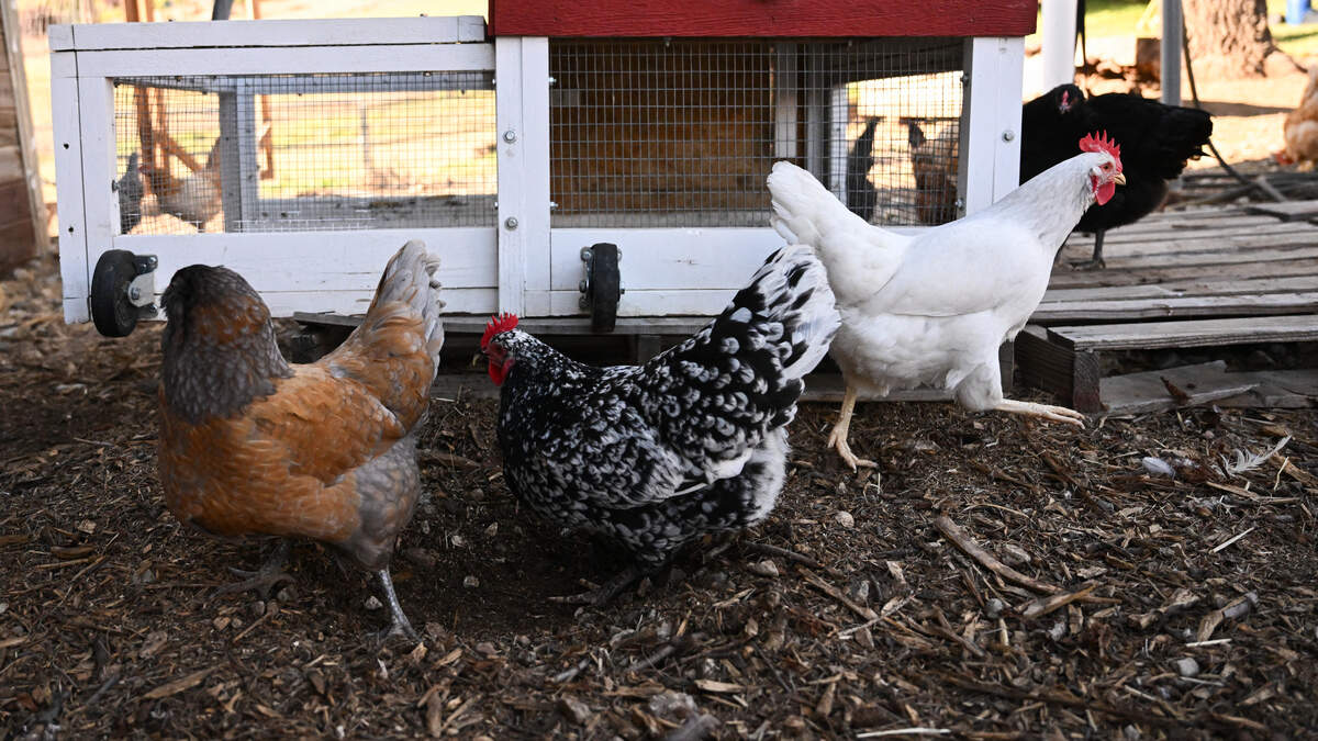 backyard chickens how to build a chicken coop
