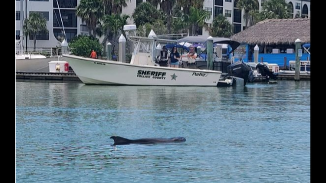 The Collier County Sheriff’s Office reports a whale “in distress” died near Rose Marina on Marco Island in Florida. The cause of death is not known.
