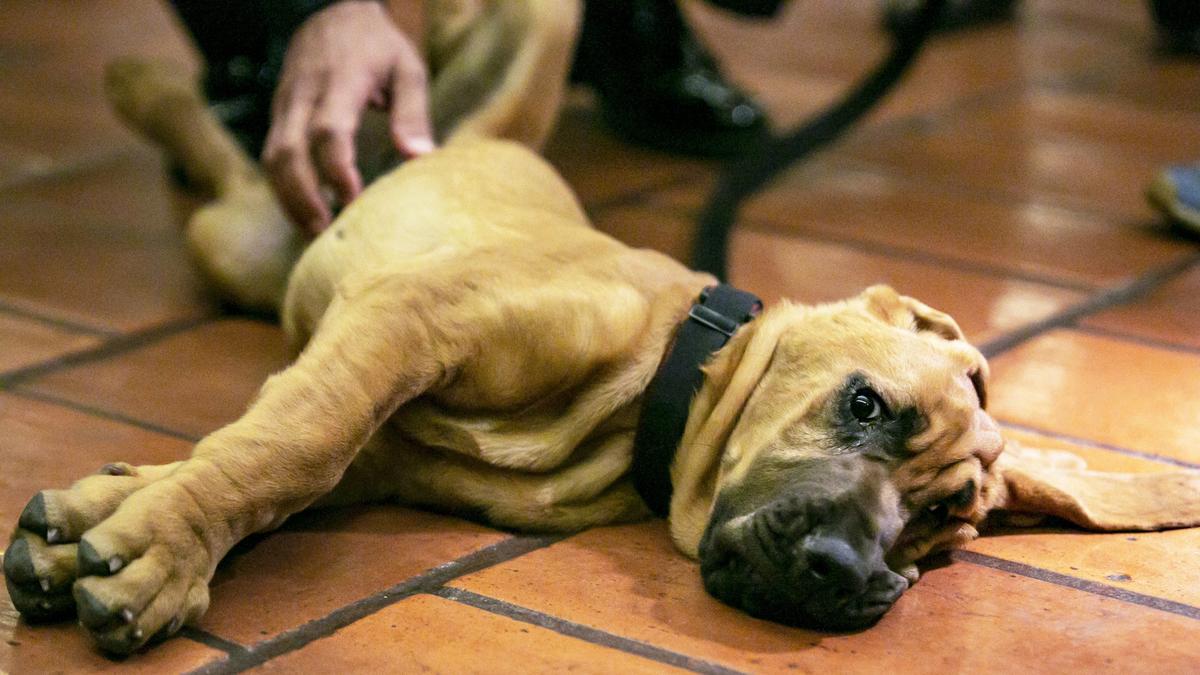 A search and rescue bloodhound was donated to Miami police’s special victims unit by the Jimmy Ryce Center at the Miami Police Department on Wednesday. The dog has been named Claudine after the late mother of Jimmy Ryce.