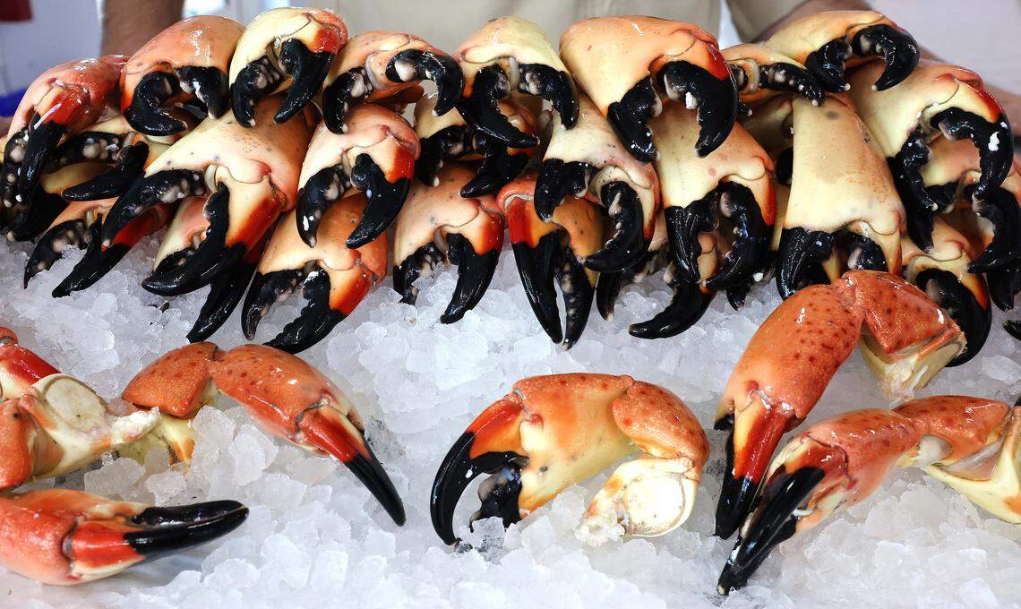 Stone crabs on display at Captain Clay and Sons Seafood Market in Delray Beach on Monday, October 16, 2023. Florida’s stone-crab season officially kicks off Sunday, Oct. 15, and runs through May 1, 2024.