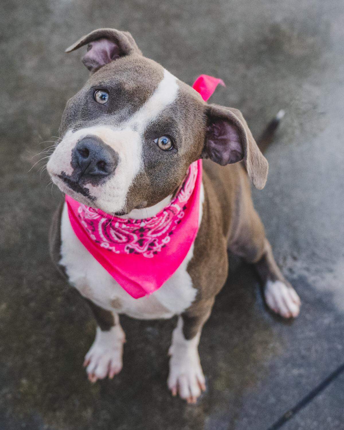 Meet Hazel #A2511977, a delightful 1-year-old American Bulldog mix with a heart of gold. Hazel came to the shelter in September with a leg injury, but she's now all healed up and ready for her forever home. This petite and strong girl may be on the smaller side, but her heart is as big as can be. She’s incredibly sweet and adores attention and affection, making her the perfect companion for those seeking a loving and loyal furry friend. Hazel knows how to take treats gently, showcasing her gentle nature. Adopt Hazel today and make her a cherished part of your family.