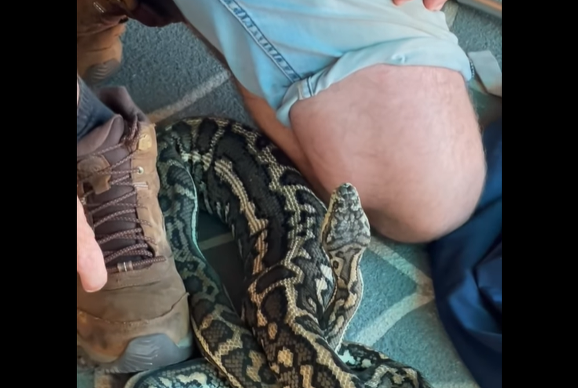 A section of the snake was much larger than the rest of its body, meaning it likely ate just before curling up for a nap.