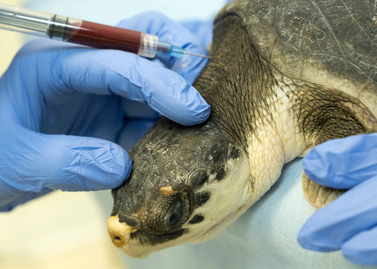 Blood is drawn for analysis from a critically endangered Kemp’s ridley sea turtle Friday, Dec. 10, 2021, at the Florida Keys-based Turtle Hospital in Marathon. The reptile was one of 20 flown to the hospital after being rescued from Cape Cod Bay in a “cold-stunned” condition earlier this month. The turtles are to convalesce at the hospital in the subtropical Keys with the goal of releasing them in the future.