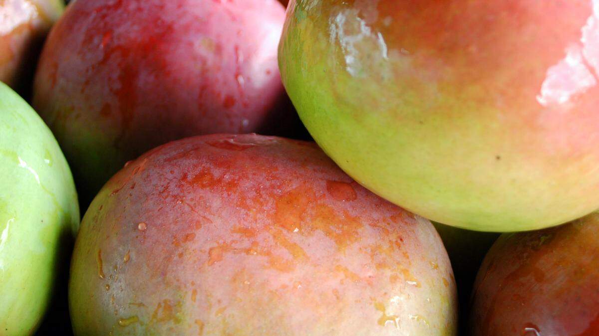 In the heart of Miami, you can find a mango tree tucked away in a neighbor’s backyard, growing on a street corner, or standing tall in a park.(Miami Herald/MCT)