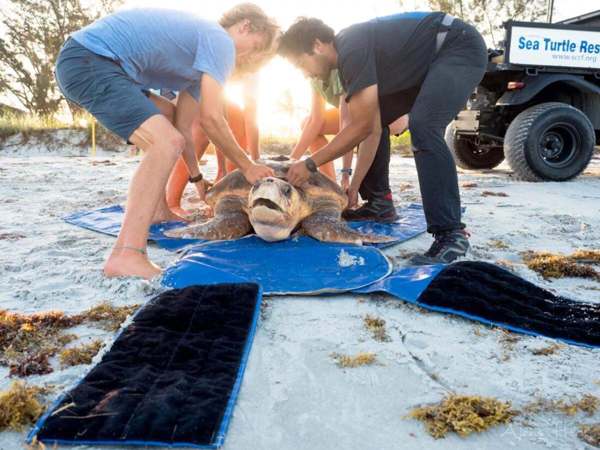 Staff with the Sanibel Captiva Conservation Foundation rescue a sea turtle that stranded during the 2018 red tide on Florida’s Gulf coast.