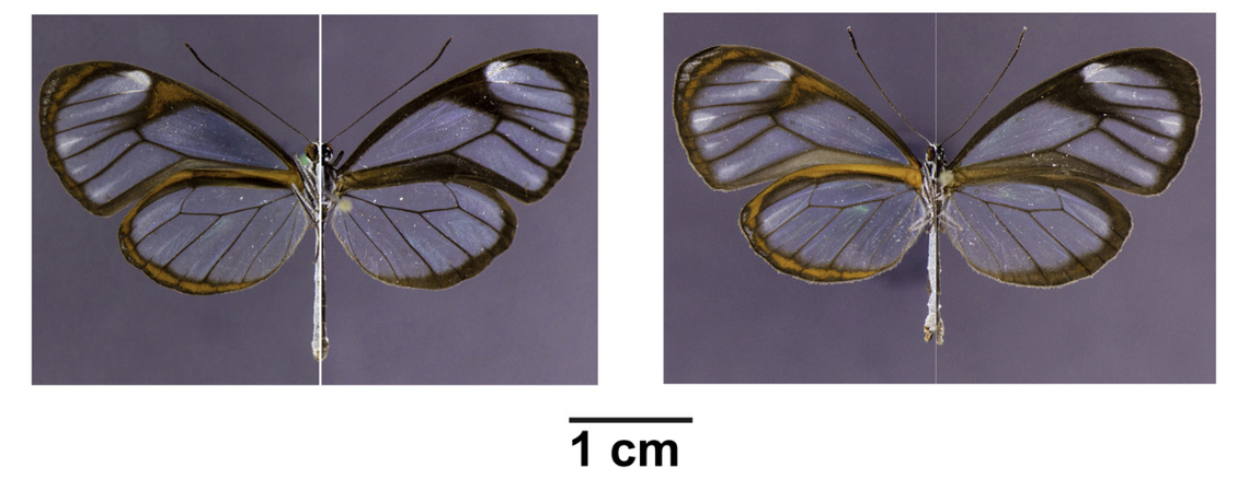 The new species has rarely been collected and is visually similar to other species in the region.