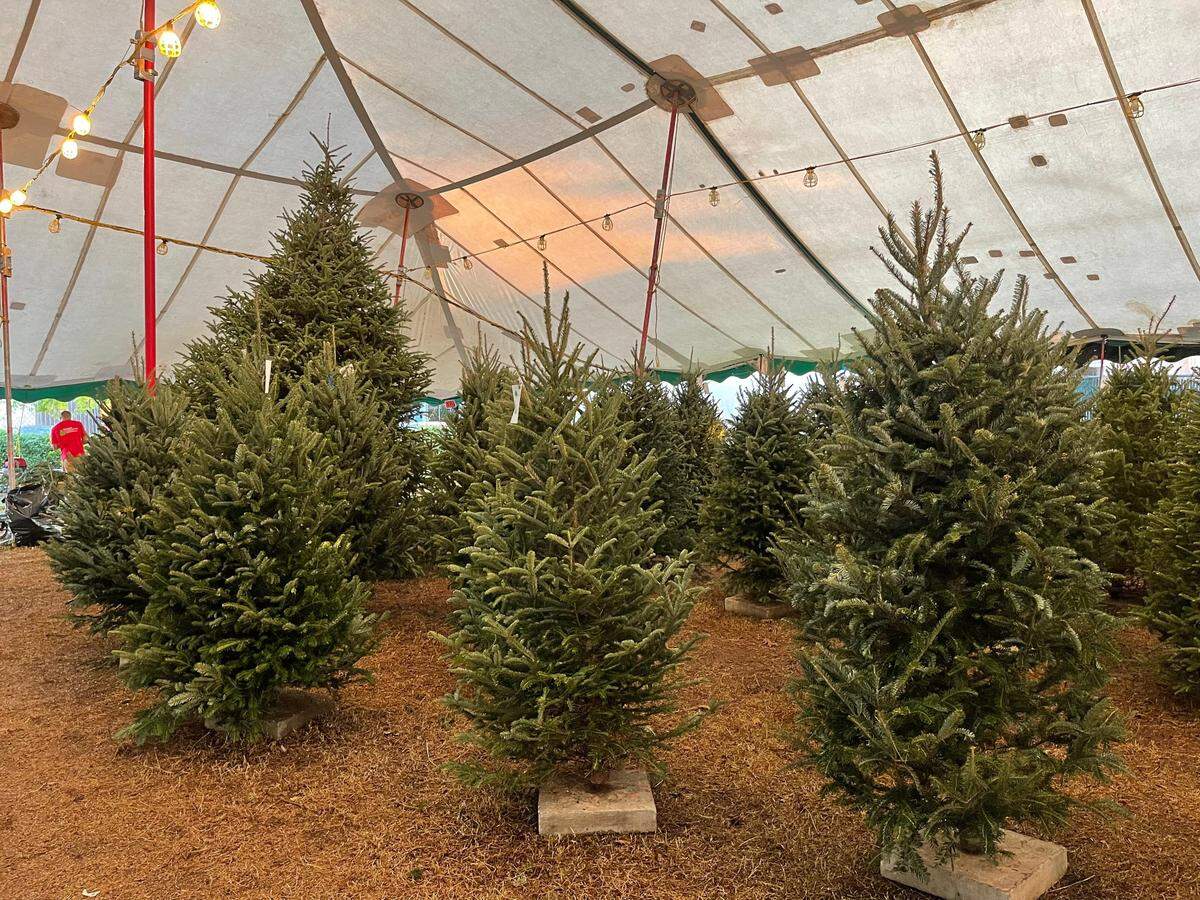 Ready to go Christmas tree shopping?