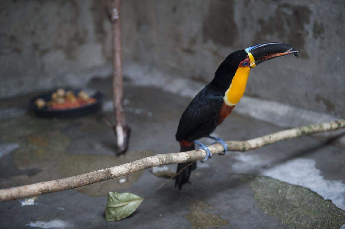 ariel toucan ibamas animal recovery center rio de janeiro