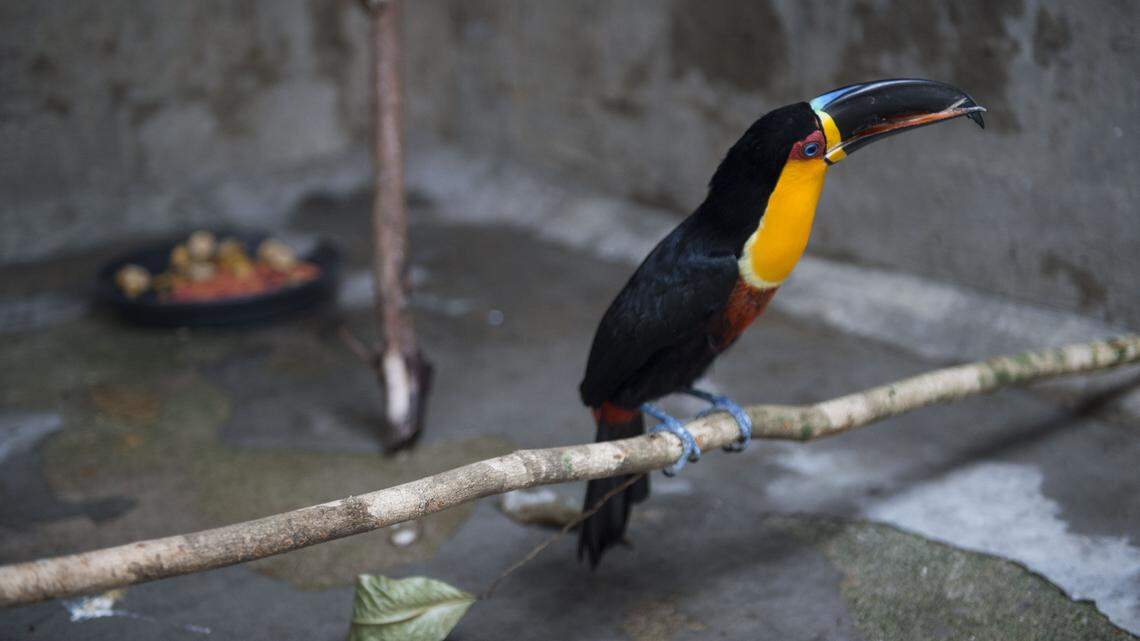 ariel toucan ibamas animal recovery center rio de janeiro
