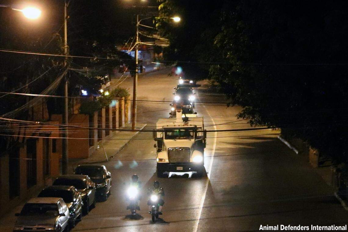 Guatemalan police helped escort Simba, Max and Kimba to the airport to make sure the tigers would get onto their Miami-bound flight safely.