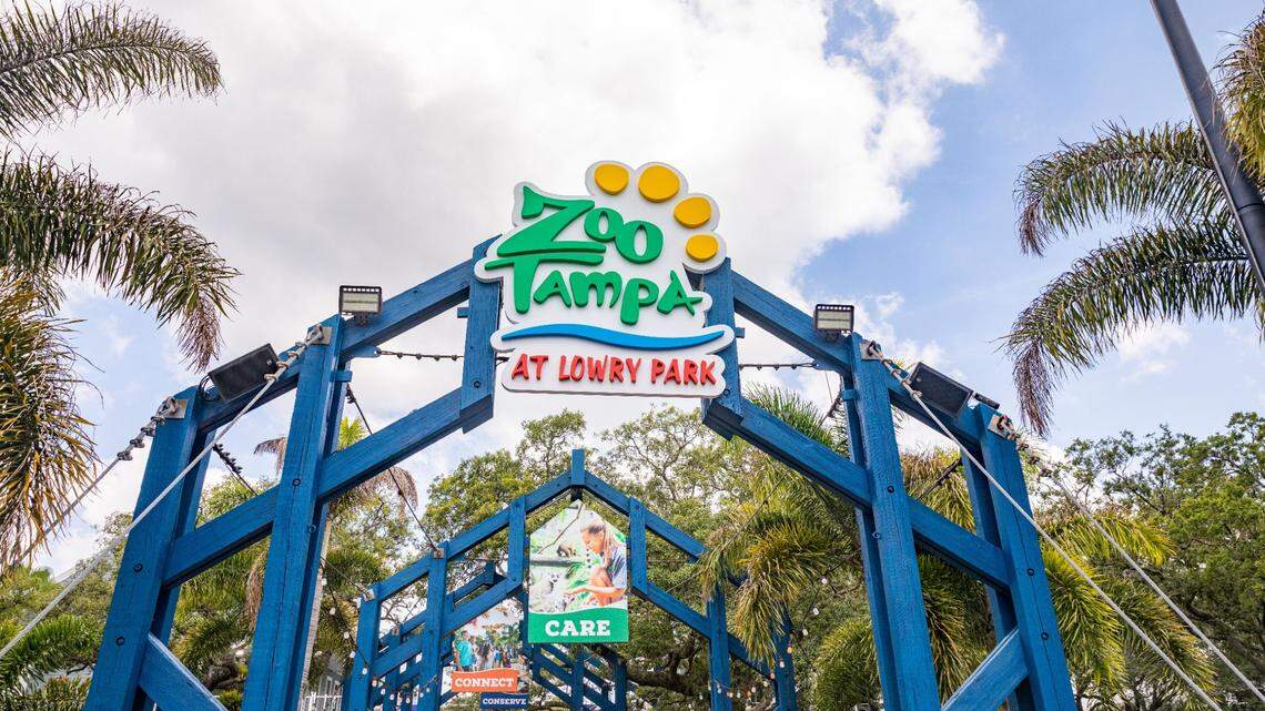 The rhino parents were brought together as part of a species survival plan to increase the population’s numbers, the Florida zoo said.