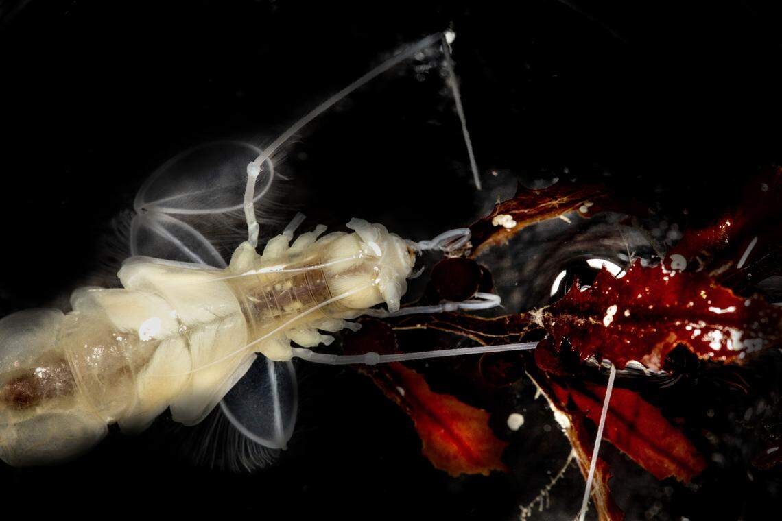 The isopod has a nearly transparent and thin body, and paddle-like legs, researchers said.