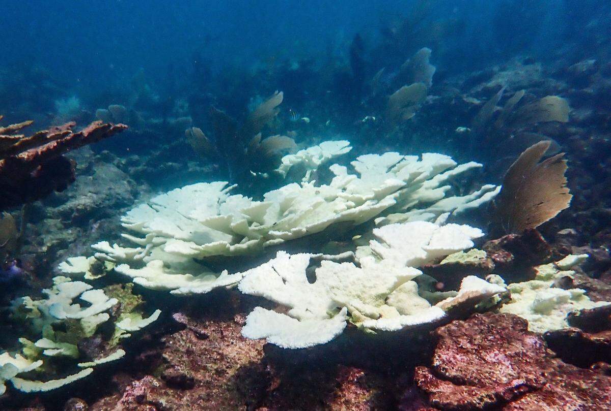 A stand of rare elkhorn coral off Mexico shows the effects of bleach from rising sea temperatures, which also have hammered reefs off the Florida Keys over the last few years. A new study showing some lab-bred juvenile corals survived offers scientists a glimmer of hope in restoring reefs threatened by continuing climate change.