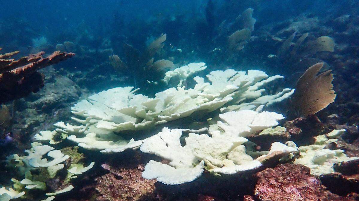 A stand of rare elkhorn coral off Mexico shows the effects of bleach from rising sea temperatures, which also have hammered reefs off the Florida Keys over the last few years. A new study showing some lab-bred juvenile corals survived offers scientists a glimmer of hope in restoring reefs threatened by continuing climate change.