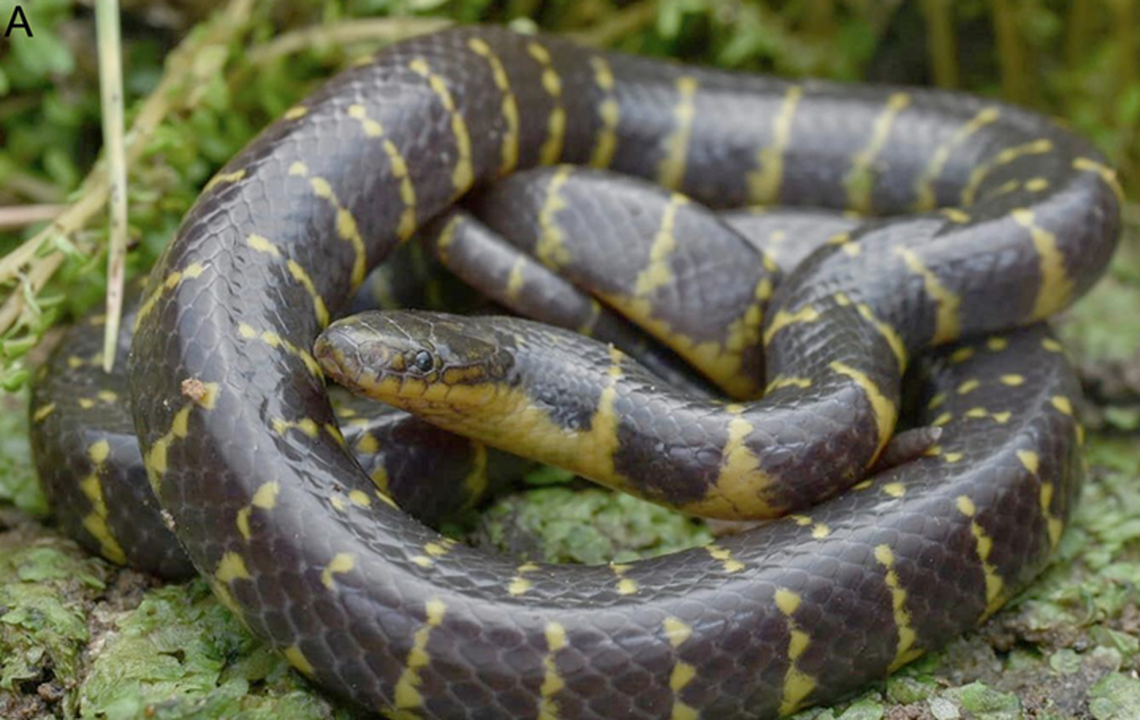 One of the snakes was found as roadkill.