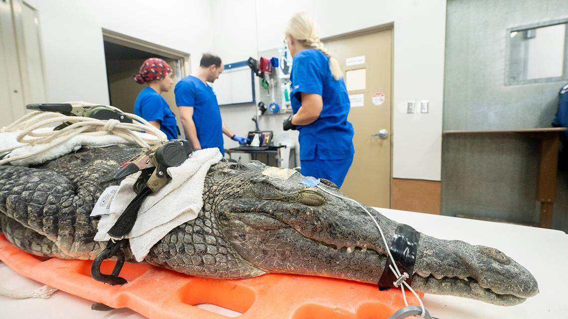 Crocodile found speared in the head in the Keys dies at Zoo Miami