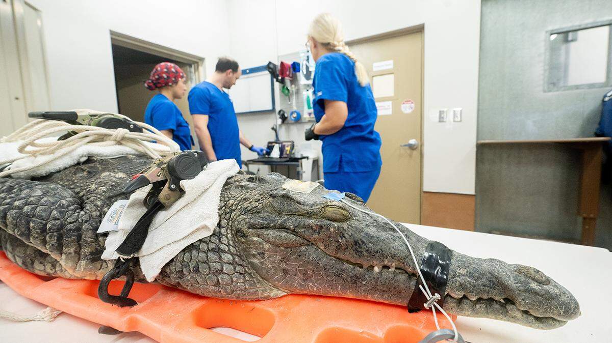 Britney, an eight-foot American crocodile found speared in the Florida Keys on Oct. 20, 2025, is prepped for surgery at Zoo Miami.