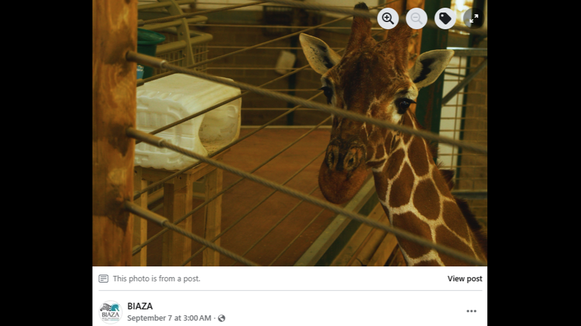 A 16-year-old female giraffe in England has a new lease on life after learning how to use an inhaler treatment.