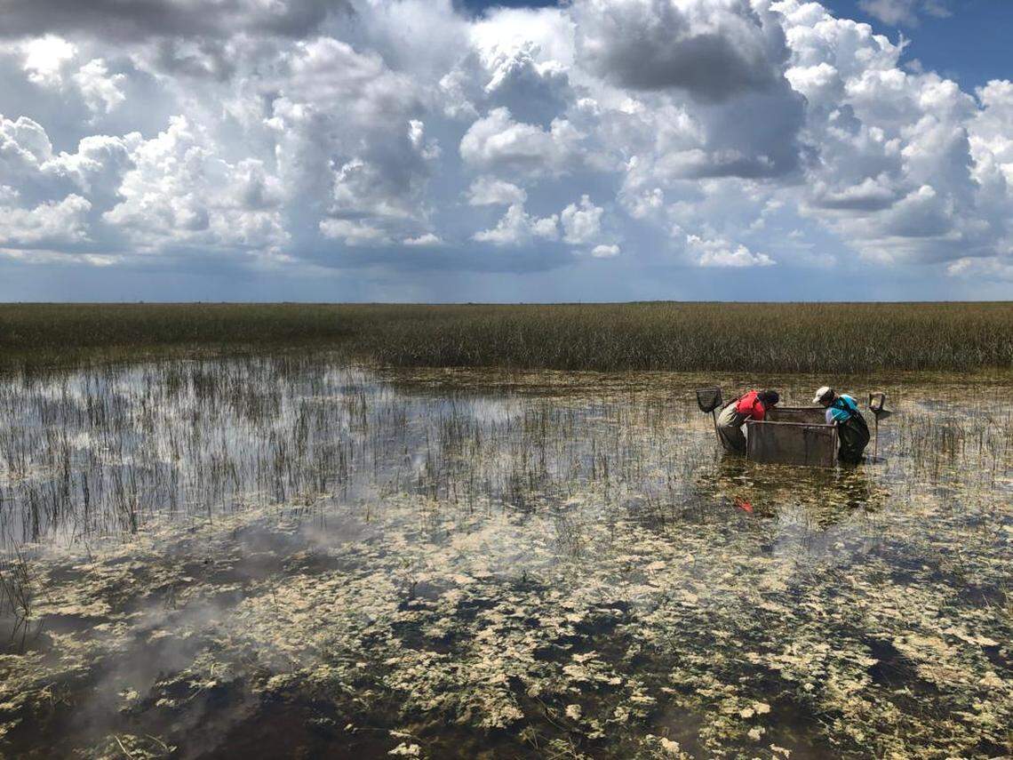 Researchers from Florida International University sample for aquatic animals in the Florida Everglades, including the invasive Asian swamp eel. A new paper suggests these eels are devouring tiny fish and crayfish at an alarming rate.