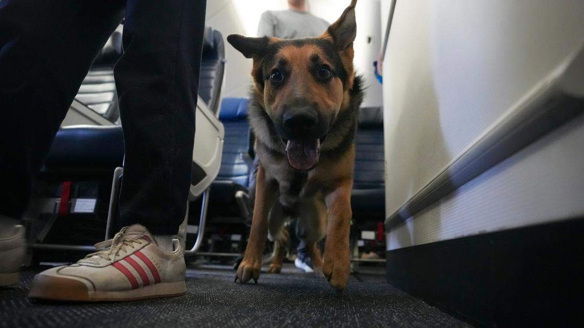 Seeing Eye Dog Training at Newark Airport Everything to Know