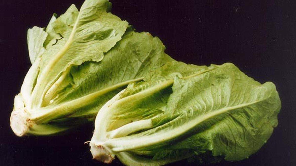 Romaine lettuce