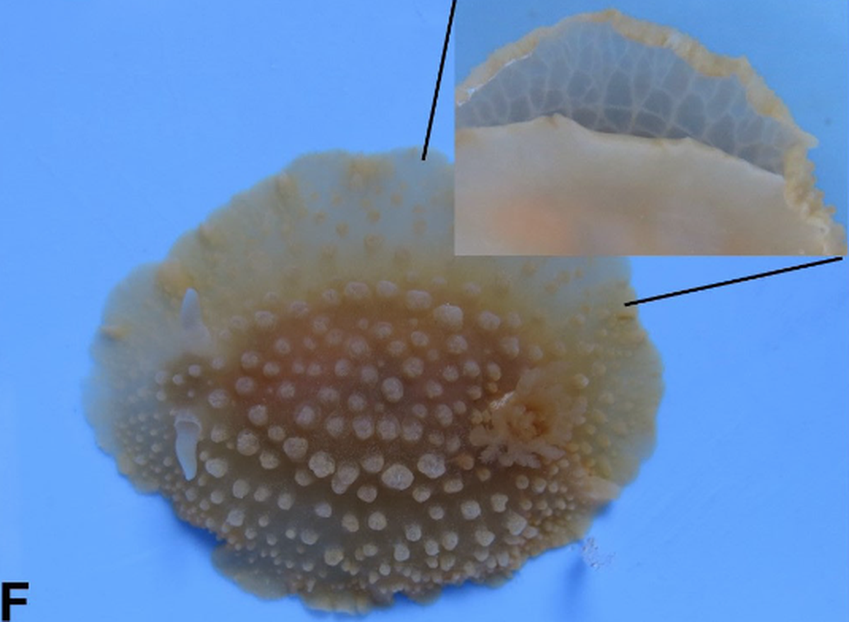 The sea slug was cream in color, but has also been found a deep orange or vermilion, researchers said.